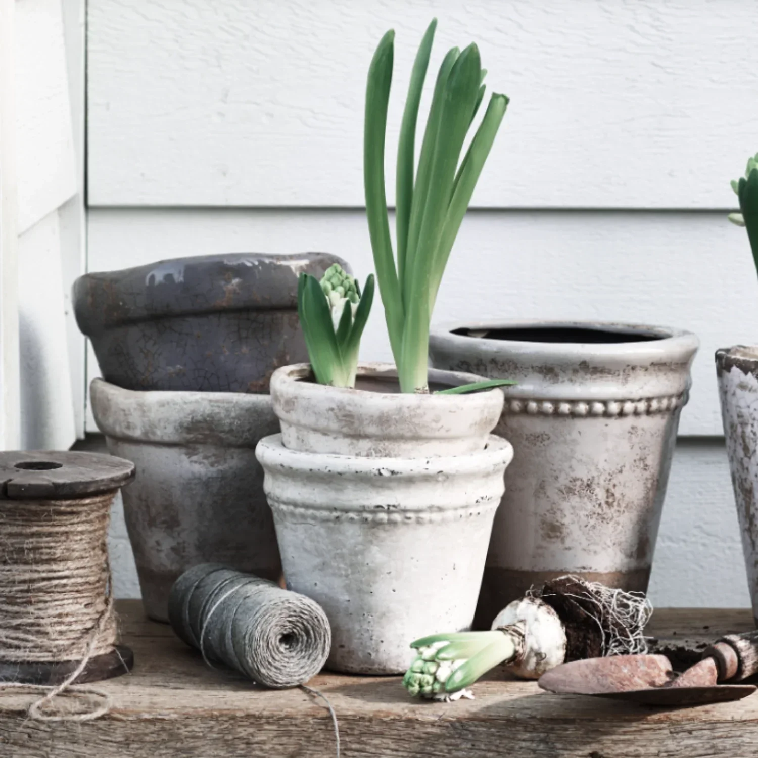 Basil Terracotta Pot, Small
