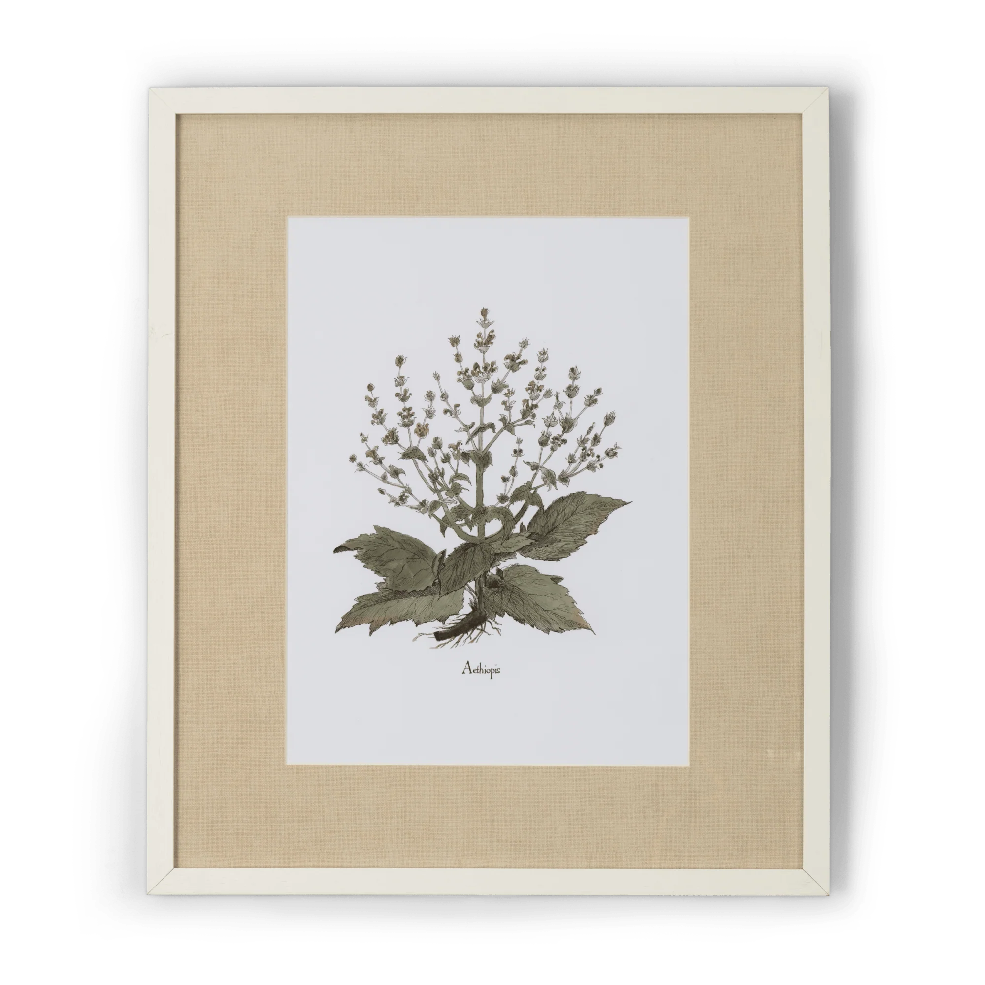 Clipsham Botanical Art, Aethiopis
