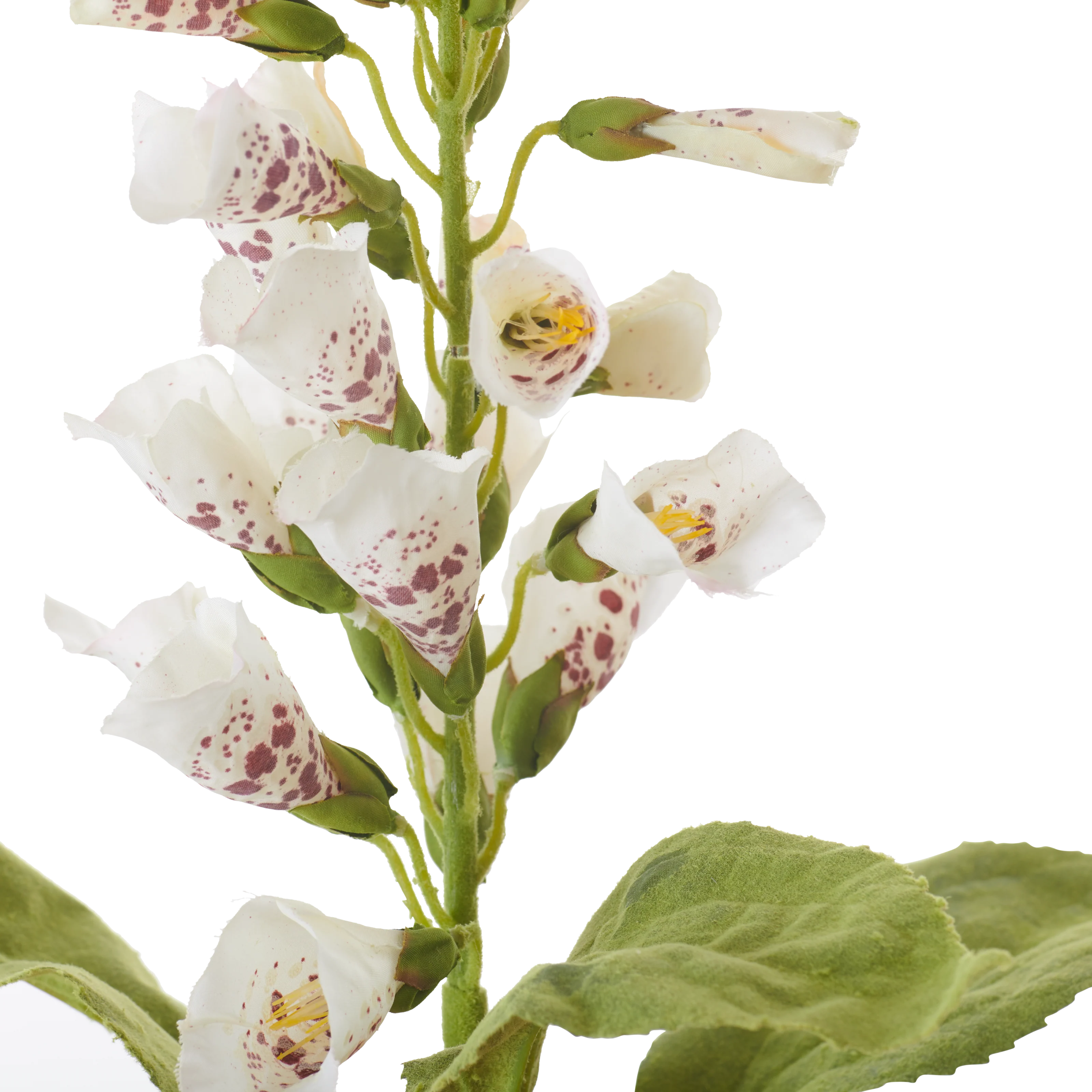 Foxglove White - Image 2