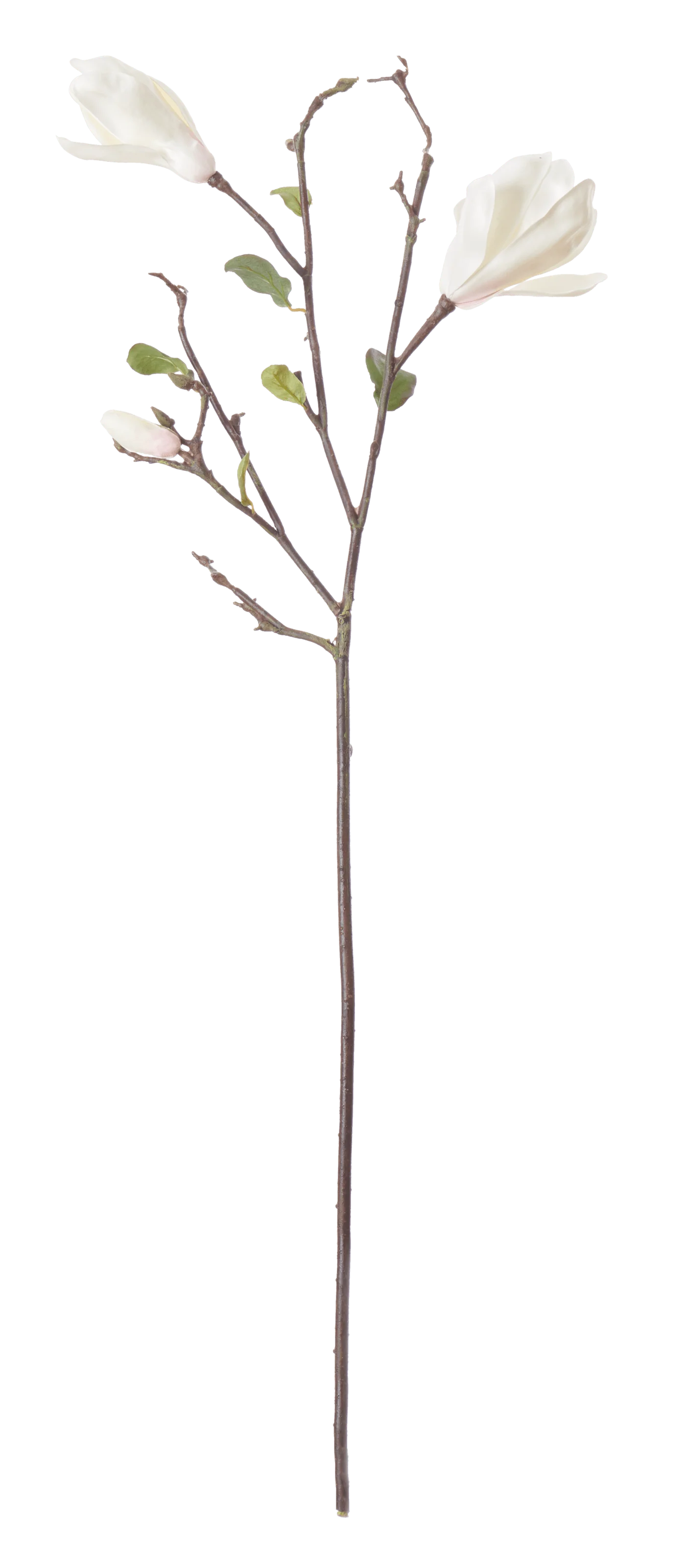 Magnolia Branch White - Image 4