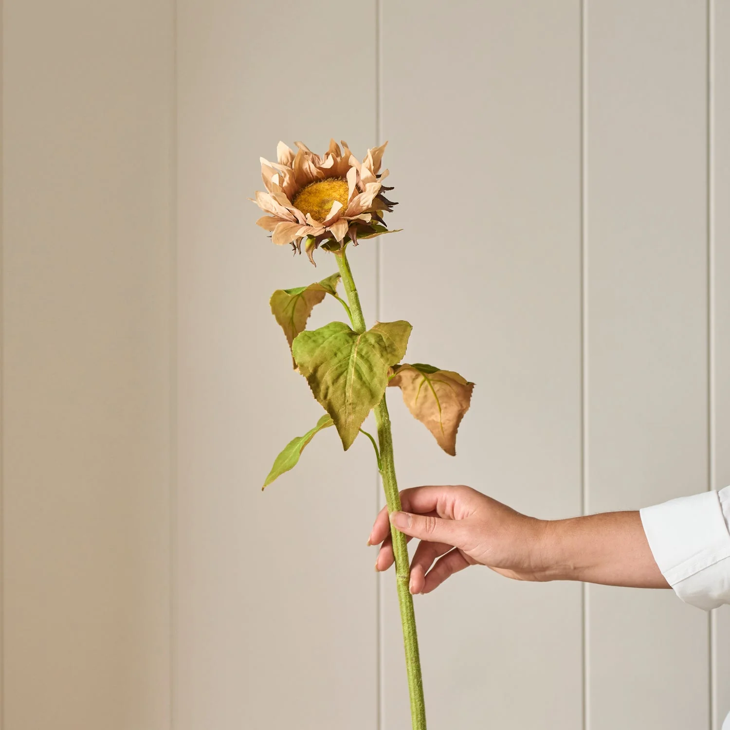 Sunflower Stem, Light Brown - Image 2